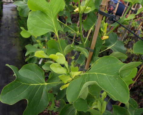 Tulipanowiec amerykański (Liriodendron tulipifera) Crispum